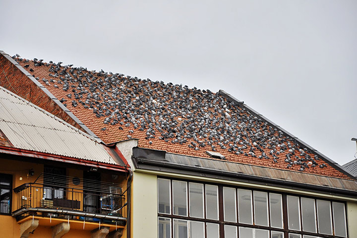 A2B Pest Control are able to install spikes to deter birds from roofs in Motspur Park. 
