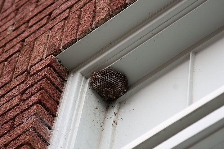 We provide a wasp nest removal service for domestic and commercial properties in Motspur Park.